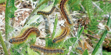 Gefahr f&uuml;r Kinder: Raupen-Invasion im M&auml;rchenwald