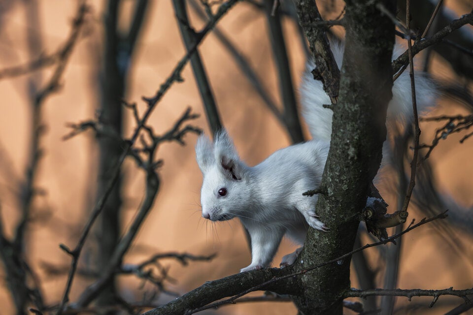 Albino-Eichhörnchen