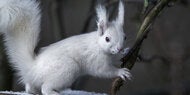 Sensation! Seltenes Albino-Eichhörnchen in Salzburg entdeckt