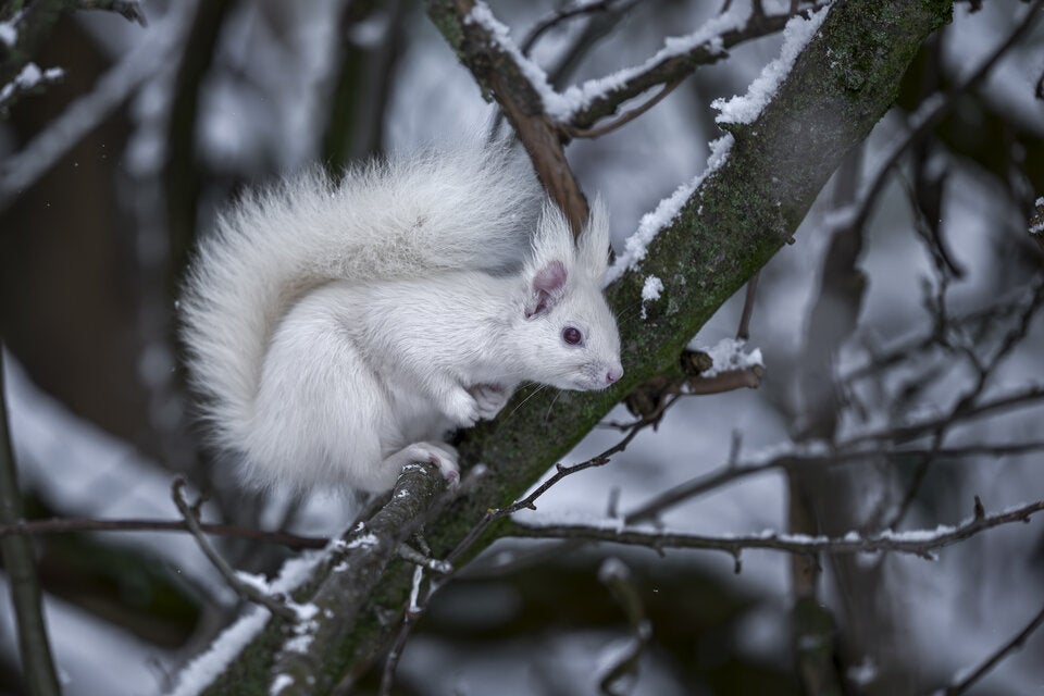 Albino-Eichhörnchen
