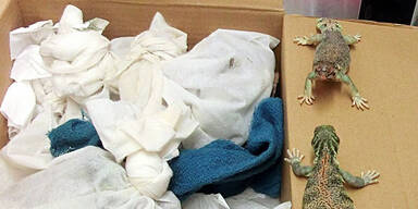 Mann schmuggelte 49 lebende Reptilien