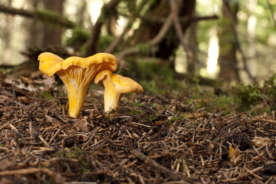 Eierschammerl haben bis November Saison