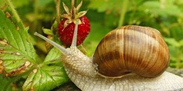 Ein wandelnder Leckerbissen
