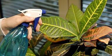 Eine Dusche tut auch Zimmerpflanzen gut