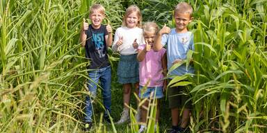 Krumbach hat jetzt ein Maislabyrinth