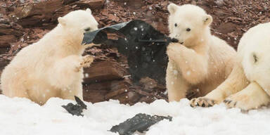 Eisb&auml;ren M&uuml;ll