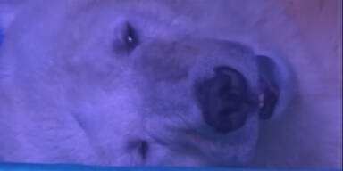 So sehr leidet der traurigste Eisb&auml;r der Welt