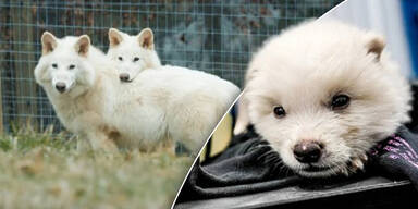 Klon-Sensation: Forscher erwecken ausgestorbenen Eiszeit-Wolf zum Leben