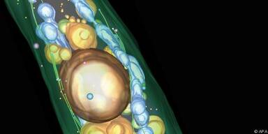 Eiwei&szlig; f&uuml;r die Umprogrammierung verantwortlich