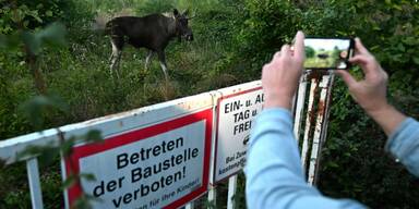 "Kein Maskottchen": Elchtourismus schadet Emil