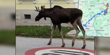 Emil darf nicht sterben - Kult-Elch ist ganzjährig geschont!