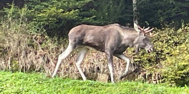 Elch Emil Schwarzwald