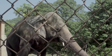 Elefant (1).png
