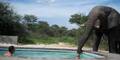 Elefant als Pool-Party-Crasher