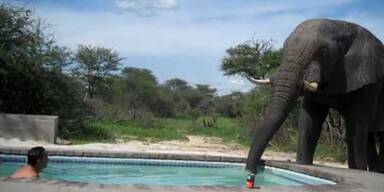 Elefant als Pool-Party-Crasher