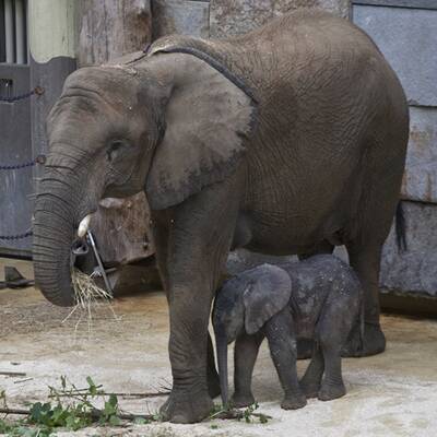 Erste Fotos vom Elefantenbaby