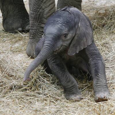Erste Fotos vom Elefantenbaby