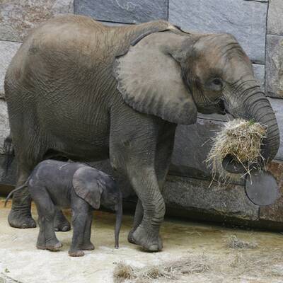 Erste Fotos vom Elefantenbaby