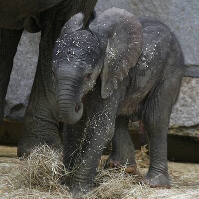 Erste Fotos vom Elefantenbaby