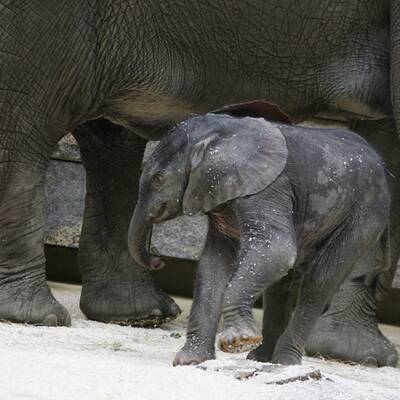 Erste Fotos vom Elefantenbaby