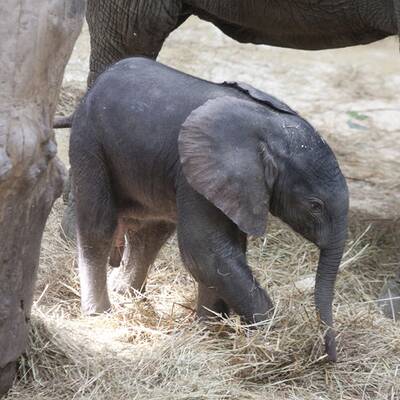 Erste Fotos vom Elefantenbaby