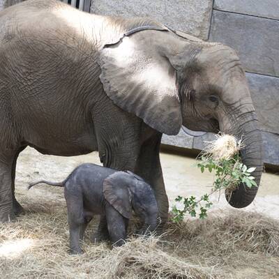 Erste Fotos vom Elefantenbaby