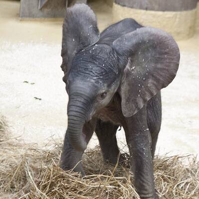 Erste Fotos vom Elefantenbaby