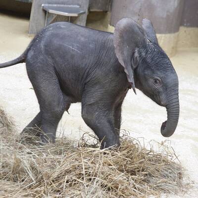 Erste Fotos vom Elefantenbaby