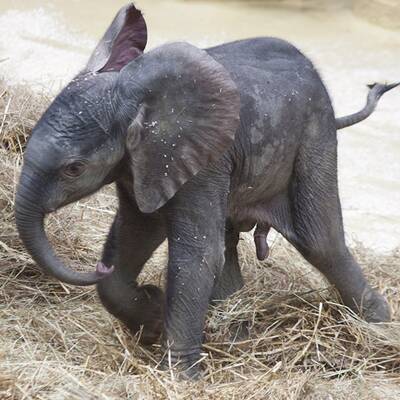 Erste Fotos vom Elefantenbaby
