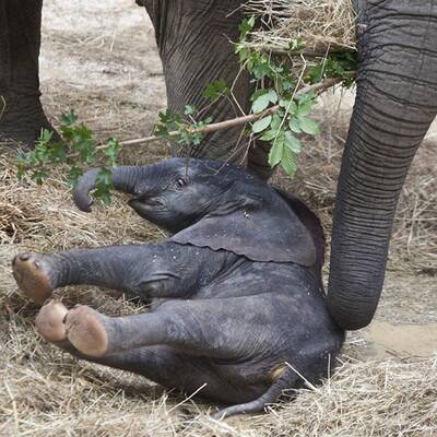 Erste Fotos vom Elefantenbaby