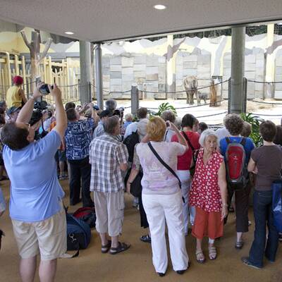 Erste Fotos vom Elefantenbaby