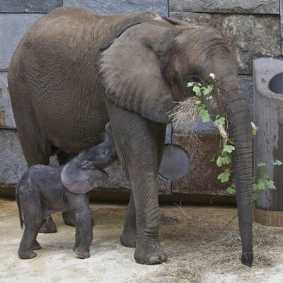 Erste Fotos vom Elefantenbaby