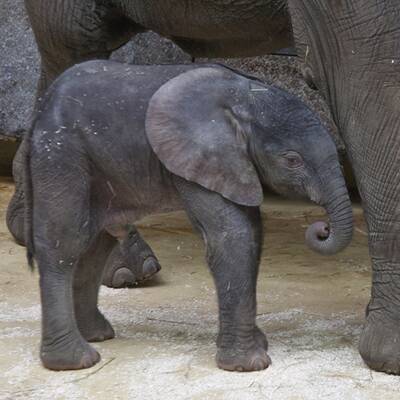 Erste Fotos vom Elefantenbaby