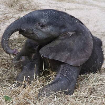 Erste Fotos vom Elefantenbaby