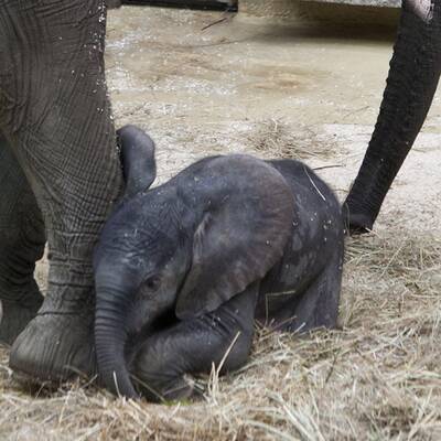 Erste Fotos vom Elefantenbaby