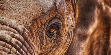 Elefant, Auge - Unsere Tiere - Tierschutz-CH - Wilderer - Sendung 21042019