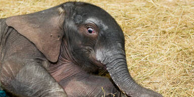 Baby-Dumbo zeigt sich zum ersten Mal