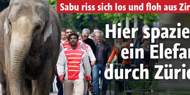 Hier spaziert ein Elefant durch Zürich