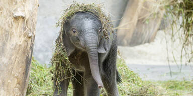24 Mal Tierbaby: Der Sch&ouml;nbrunn Tiergartenkalender 2026