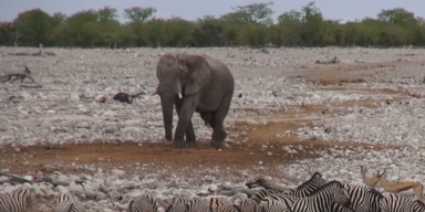 Elefanten ohne Stossz&auml;hne ohne bb.PNG