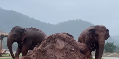 Elefant t&ouml;tet in Thailand spanische Touristin
