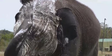 Elefantendoku (1).png