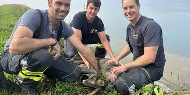 In Emils Fu&szlig;stapfen: Reh sorgte f&uuml;r Feuerwehreinsatz an Enns
