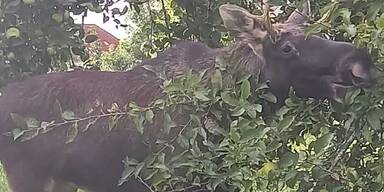 Elch Emil auf Futtersuche