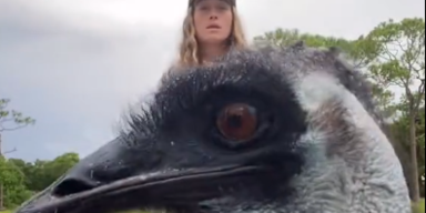 Emu