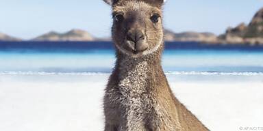 Enzym soll neue Therapieans&auml;tze bringen