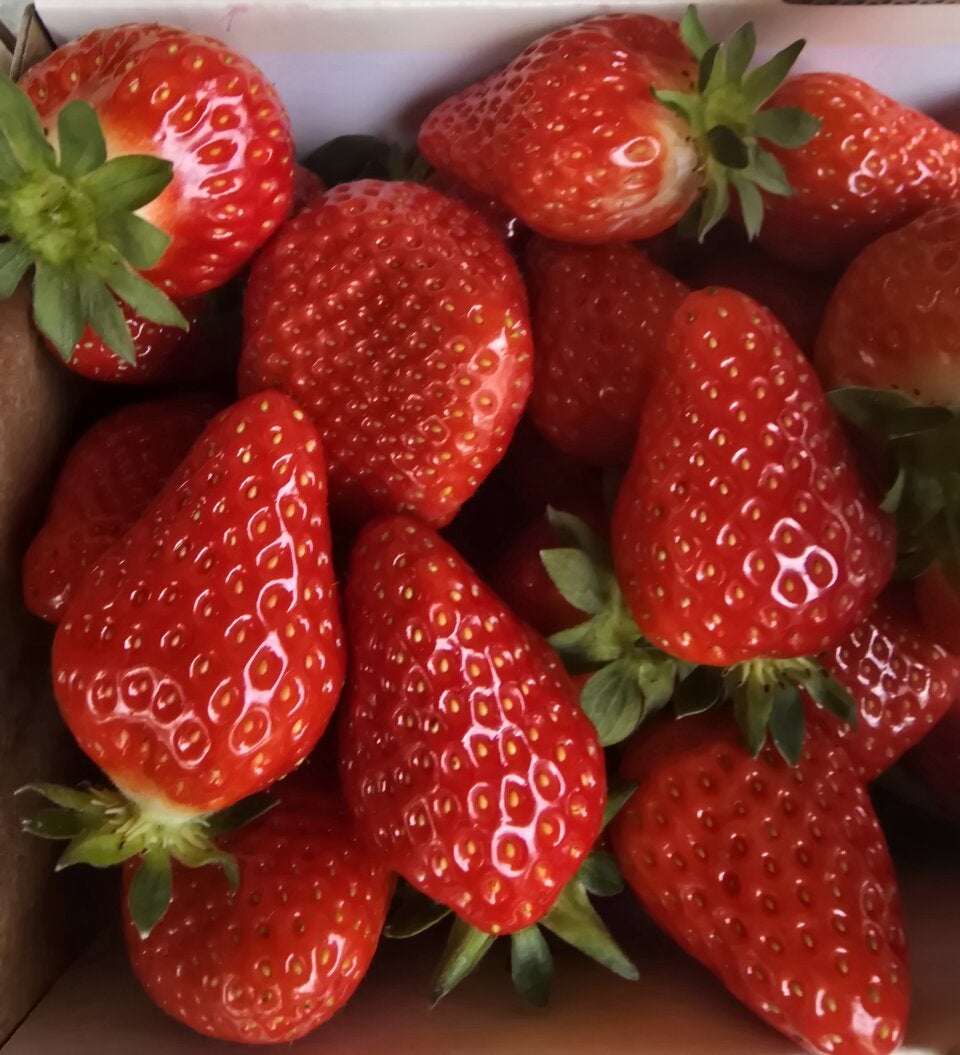 Auf rund 70 Hektar werden im Burgenland Erdbeeren angebaut.  