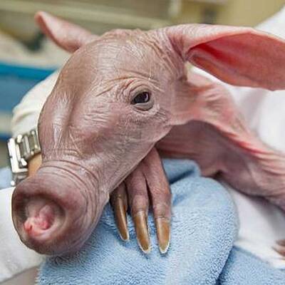 So süß ist das Erdferkel-Baby