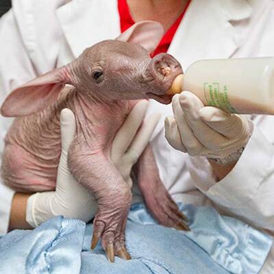 So süß ist das Erdferkel-Baby