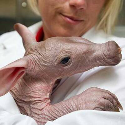 So süß ist das Erdferkel-Baby